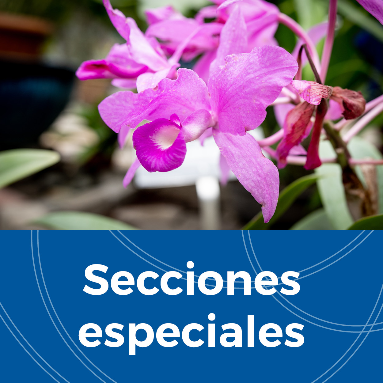 Secciones especiales